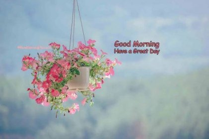 Hanging pot with pink plant - gud morning