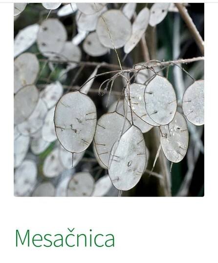 Mesačnica, Všetko ostatne