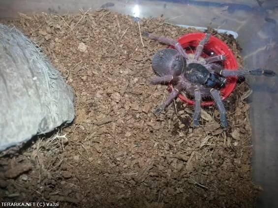Ephebopus cyanognathus | © VaJzi