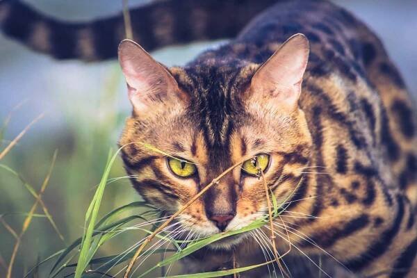 CH Borneo Mirella Cattery – Storm Born