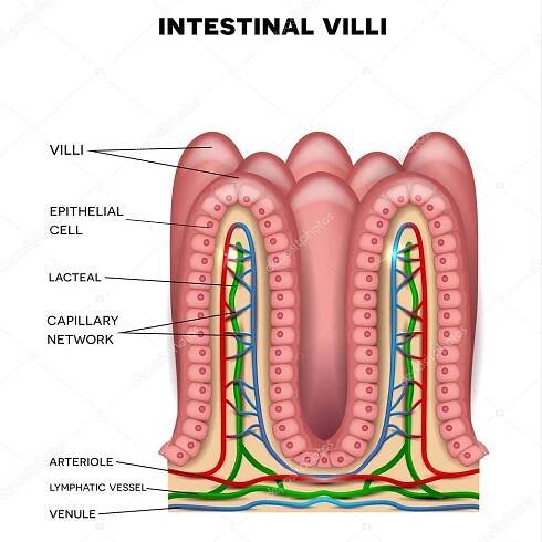 Střevních klků anatomie Stock Vektor od ©megija 101955084