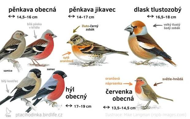 the birds are labeled in different languages and numbers for each bird species, including sparrows