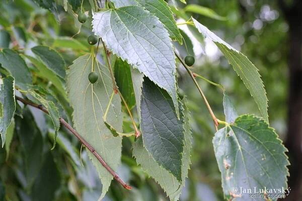 Břestovec jižní (Celtis australis)