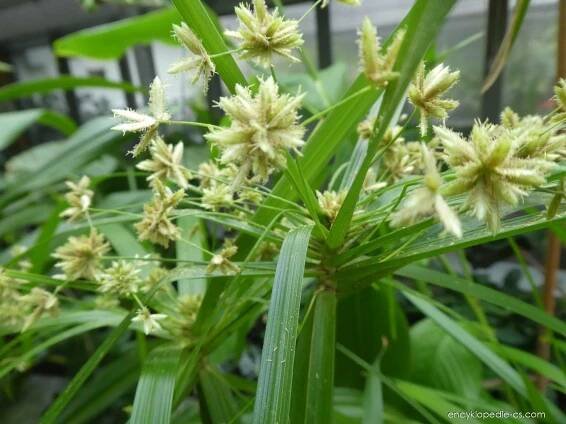 Šáchor střídavolistý - květy (Cyperus alternifolius)