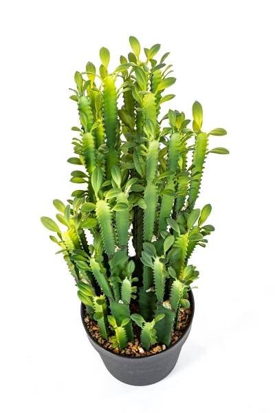 Umělý pryšec KAROLIINA, zelený, 65cm