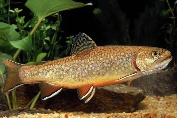 pstruh potoka, salvelinus fontinalis - siven americký - stock snímky, obrázky a fotky