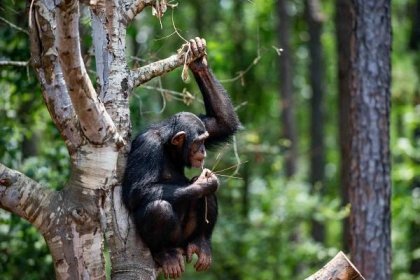 A Chimp Sanctuary With a New Urgency to Give Shelter