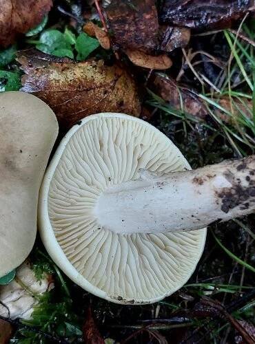 ČIRŮVKA MÝDLOVÁ (Tricholoma saponaceum) FOTO: Marta Knauerová, 10/2023