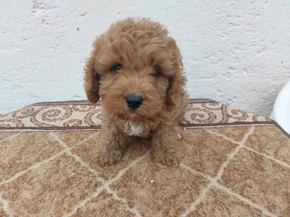 Galerie Cavapoo