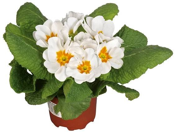 Landgard Prvosenka bezlodyžná (Primula acualis) různé barvy pr. cca 9 cm