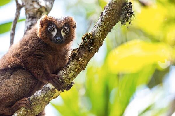 Red-bellied lemur in Maromiziha Reserve.