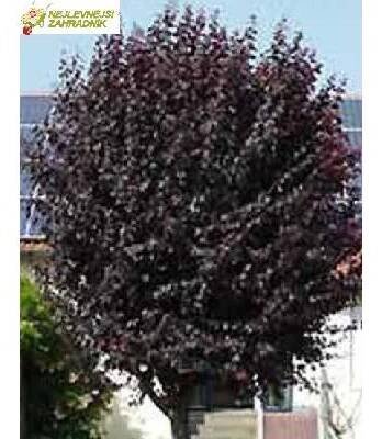 Slivoň červenolistá - Prunus cerasifera 'NIGRA' (kmínek 80 cm,kont. 5 litrů)