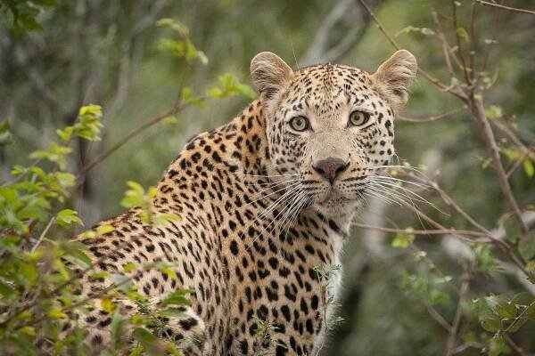 South Africa Kruger leopard