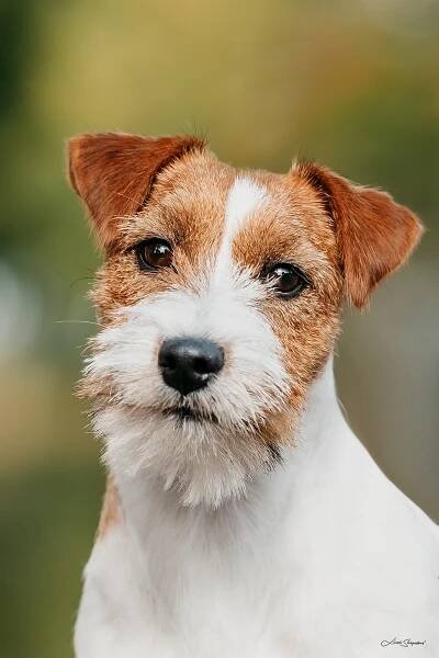 Fata Morgana od Hadího potoka – Jack Russell teriér od Hadího potoka