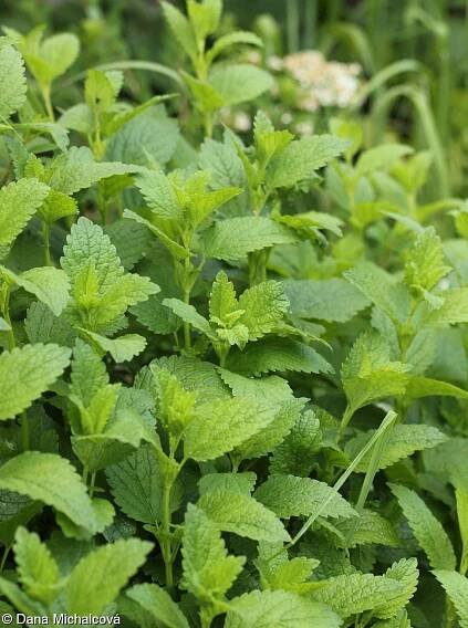 Melissa officinalis – meduňka lékařská • Pladias: Databáze české flóry a vegetace