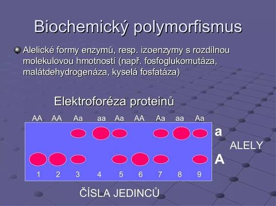 Biochemický polymorfismus Alelické formy enzymů, resp. izoenzymy s rozdílnou molekulovou hmotností (např. fosfoglukomutáza, malátdehydrogenáza, kyselá fosfatáza) Elektroforéza proteinů ČÍSLA JEDINC Ů 1 2 3 4 5 6 7 8 9 a A AA AA Aa aa Aa AA Aa aa Aa ALELY 