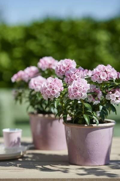 Hortinno® Kalmia latifolia Tiddlywinks
