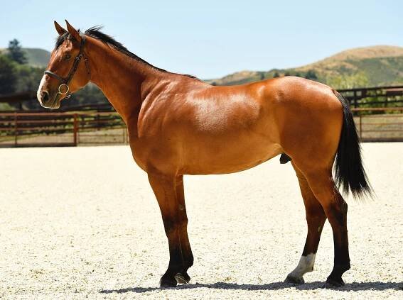 ASB Conquistador - Pomponio Ranch Stallions