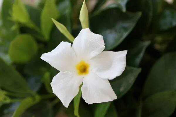 Bílá mandevilla bella květina chilský jasmín rodina apocynaceae pozadí vysoká kvalita tisky — Stock obrázek