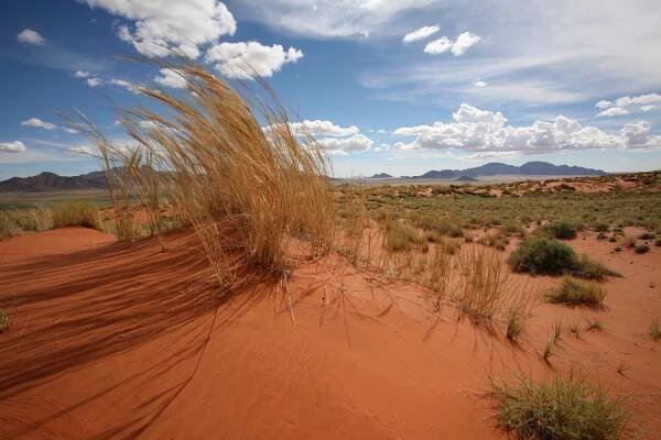 Namibian Desert