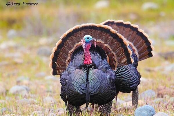 Wild Turkey (Rio Grande) by GaryKramer.net, 530-934-3873, gkramer@cwo.com
