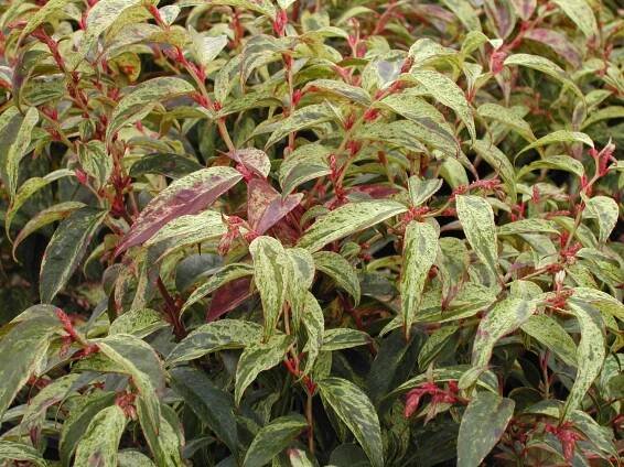 Shrubs - Kato's Nursery