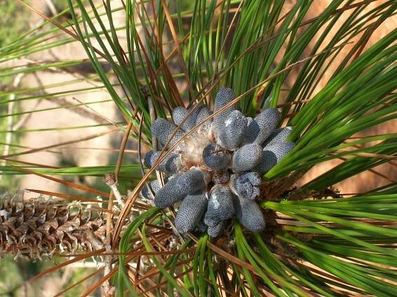 Soubor:Pinus palustris flower.JPG – Wikipedie