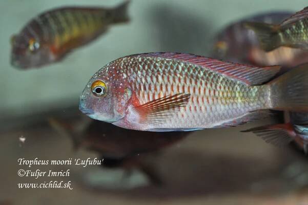 Tropheus moorii 'Lufubu' 'Purple Rainbow'