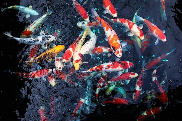 160300-KOI-fish-1.jpg