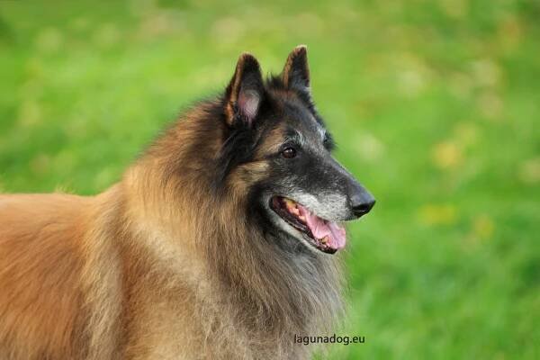 Puppies – Tervueren – Hvězdná laguna / Groenendael, Tervueren