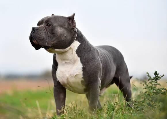 Americký bully v Atlase psů na WEBFORDOG