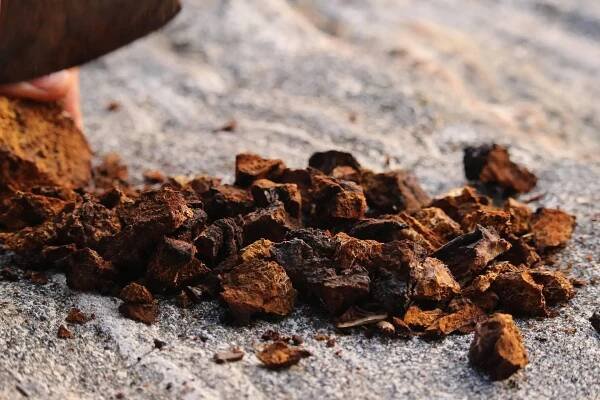 Reishi vs. Chaga: rozdíl mezi oběma medicinálními houbami - Reishi, Ganoderma, Lingzhi, Lesklokorka lesklá