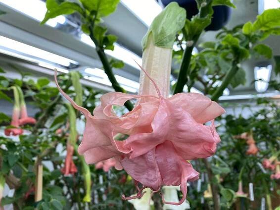 DANCING QUEEN | Brugmansia