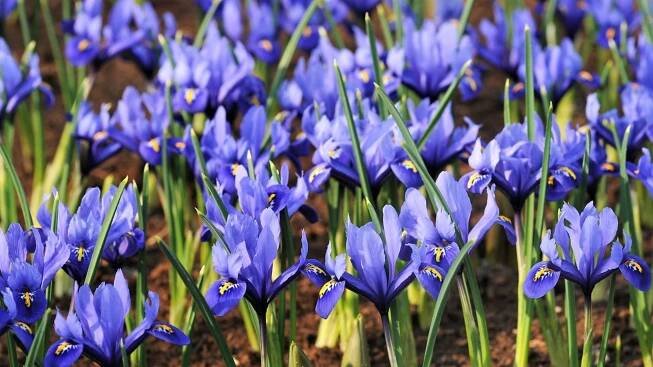 Kosatec nebo taky kosateček síťkovaný (Iris reticulata) dorůstá do výšky od 15 do 20 cm, kvete od konce února do dubna
