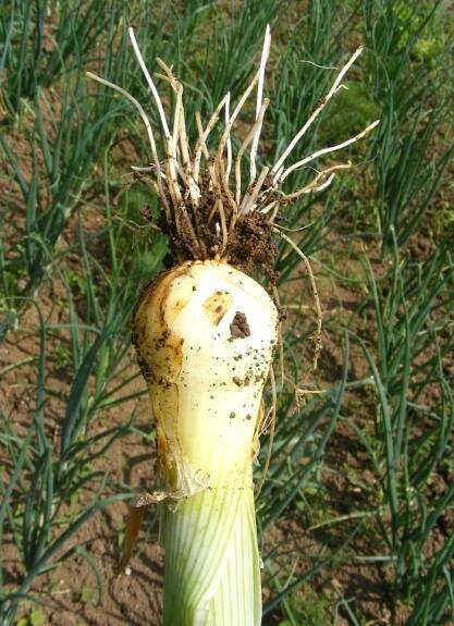 spring onion with soil and dirt