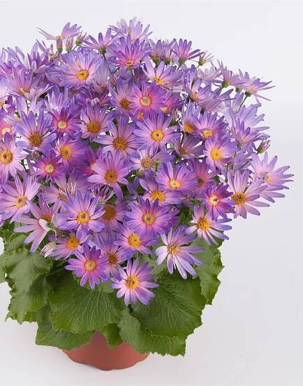 Senetti®-Magic-Salmon-02.png