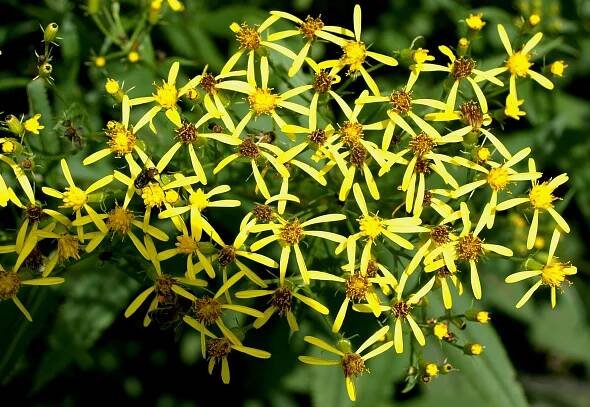 Obrázek - Senecio ovatus (starček Fuchsův) | BioLib.cz