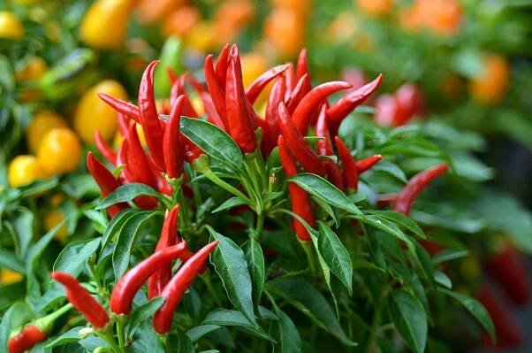 Pěstujte chilli papričky. Zvládnou to i začátečníci - SnadnoBydlet.cz