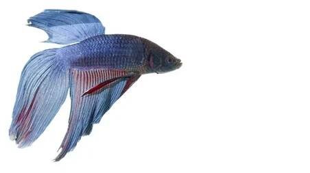 Modré betta — Stock obrázek