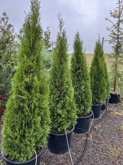Thuja occidentalis ´Smaragd´ - Tuja západná – Obrázok 2