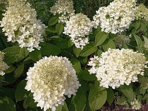 Hortenzie latnatá (Hydrangea paniculata)