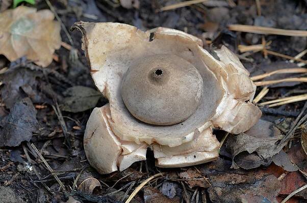Hvězdovka trojitá - Geastrum triplex Jungh. | www.ohoubach.cz