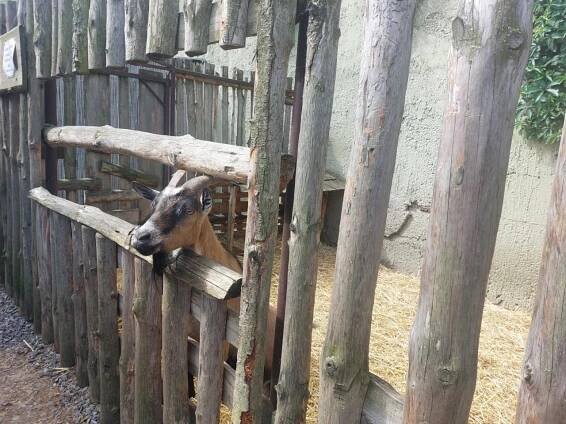 Papouščí ZOO Bošovice - Oficiální stránky MŠ Rousínov