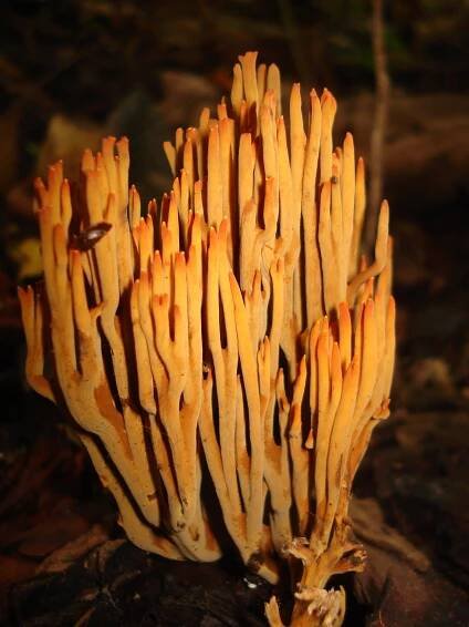 Ramaria cokeri