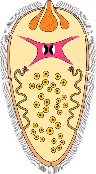 miracidium: obrvená, volně žijící larva motolic