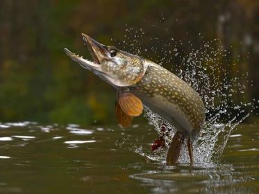 severní štika ryby vyskakují z jezera nebo řeky s postříkáním 3d render - štika - stock snímky, obrázky a fotky