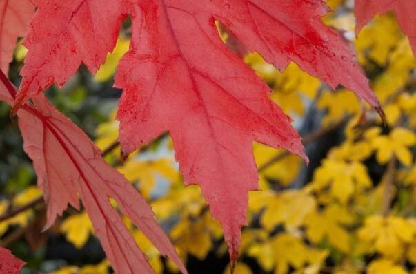 Red leaves of the 'Autumn Blaze' maple tree