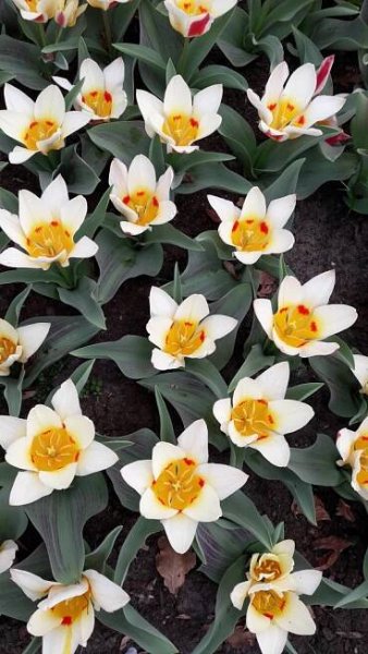 Karavanem za tulipány – Keukenhof 2025 – Silver On The Road