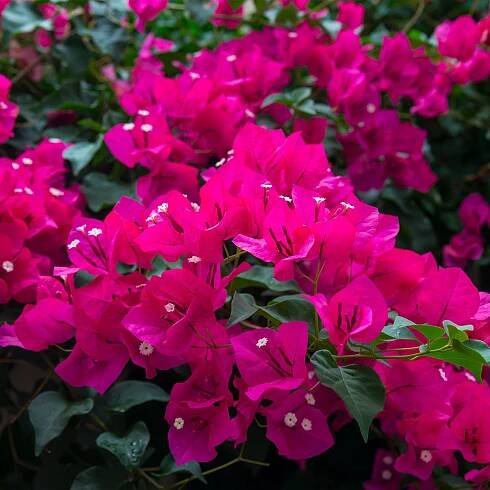 Oh My My Bougainvillea