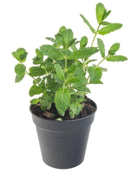 Koření - Satureja douglasii 'Indian Mint' (indiánská máta)